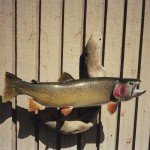 Cuthroat Trout Taxidermy