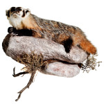 Badger Taxidermy