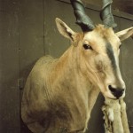 Eland Taxidermy