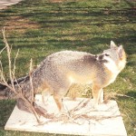 Gray Fox Taxidermy